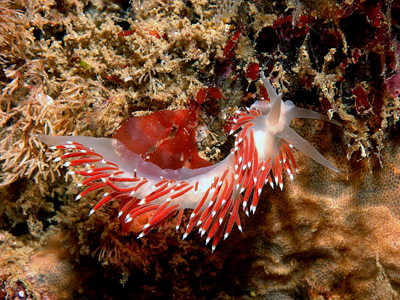 Coryphella browni